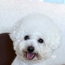 동물보육원 김해지부 이미지