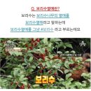 커피나무향기 이미지
