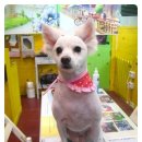 뽀삐 애견샵 이미지