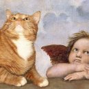 뚱보 고양이 이미지