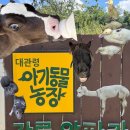 덕현목장 4농장 | 강릉 여행 | 강릉 동물원 아이랑 가볼만한곳 이색데이트 코스 추천 알파카 ‘대관령아기동물농장’