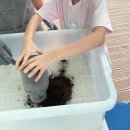 동이농장 | 천안 아이와가볼만한곳 광덕곤충농장 장수풍뎅이 관찰 구입 감자캐기 이용후기