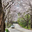 백운면 벚꽃길 이미지