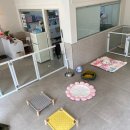 댕댕살롱 이미지