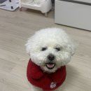 죽전예담동물병원 | 대전 강아지 스케일링 예담동물병원 후기, 입냄새제거, 금액은 얼마?