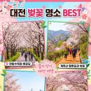 2026 대전 벚꽃 명소 완벽 가이드! 개화 시기와 대청호 축제 정보 총정리