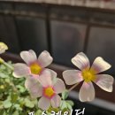 제니친구