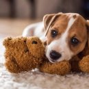 장 동물병원 이미지