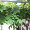 감나무집 민박 이미지