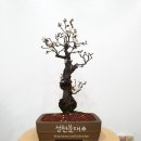 성천분재 이미지