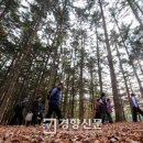 꿈꾸는 나무 이미지