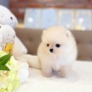 미앤멍 강아지분양 제주본점 | 제주강아지분양 마이 베스트 애견분양