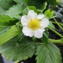 지만농장 이미지