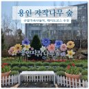 가족이 함께 떠나는 숲체험 & 놀이 - 애벌레 숲 놀이터 | 주말 가족 나들이 추천! 용인 자작나무 숲 튤립축제,베툴라