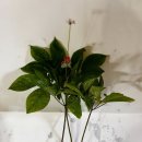 약초랑 닭이랑 이미지