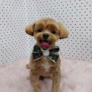 펫피파니 이미지