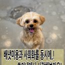 쑝이네 애견샵 이미지