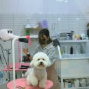 그루미뇽 이미지