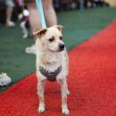 도그 스포지움 이미지