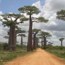 바오밥나무 이미지