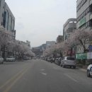 삼척에는 거리마다 벚꽃이 활짝 웃어요. 이미지