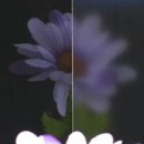 고광택 이미지