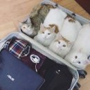 오리덕