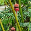 서울식물원 22nd flame tree,fish-kill tree, 아부틸론,여인초와바나나 이미지