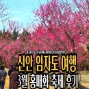 임자도 | 신안가족여행 자은도 주변 가볼만한 곳, 임자도 홍매화축제 방문후기