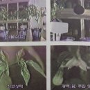 한국만 손발묶인 글로벌 종자 전쟁(매일경제) / 『행복이 넘치는 곳, 빛명상』 불가능을 가능으로 이끄는 힘- 빛 에너지의 과학적 근거들 이미지