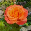 라빌라빌라 이미지