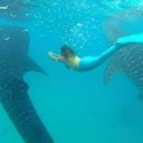 고래스크린 이미지