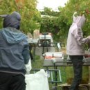 호주 농장 이미지