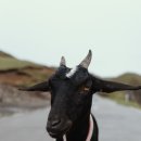 안골염소농장 이미지