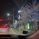 연화지김밥 | 김천 연화지 벚꽃축제 방문 후기,, 실시간 cctv 및 주차 꿀팁까지!