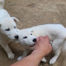 똥강아지 이미지