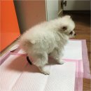 도담애견 이미지