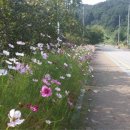 강당로 충청탑뉴스