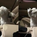 껌딱지펫 이미지