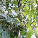 머루다래 이미지