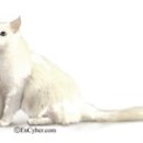 순한고양이 이미지