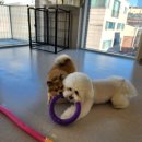 (주)하울팟케어클럽 이미지