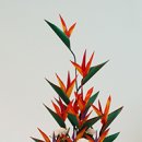 지화