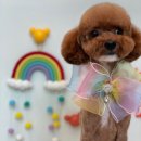 퍼피블랑 이미지