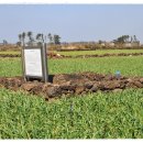 일과리 지석묘 이미지