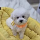 하이바이 분양소 이미지