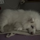 유니댕댕 이미지