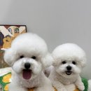 엔젤스 도그 네이버블로그