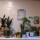 마미손만두 이미지