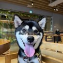 춘천시 청소년여행의집 | 춘천 애견동반 여행·가볼만한곳 강아지숲 테마파크 내돈내산 후기 | 주차·식당·카페·영업시간...